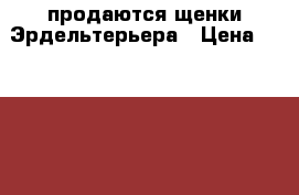 продаются щенки Эрдельтерьера › Цена ­ 25 000 - Челябинская обл. Животные и растения » Собаки   